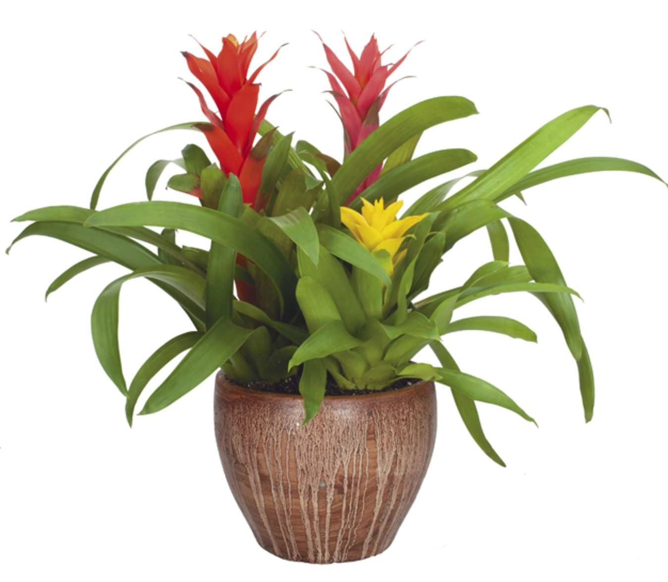 Triple Bromeliad – CHRISTELL'S FLOWERS, Killeen TX
