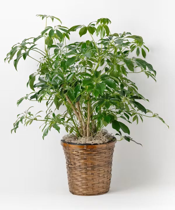Arboricola