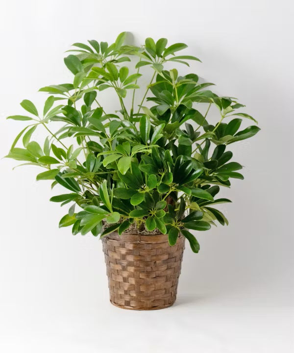 Arboricola