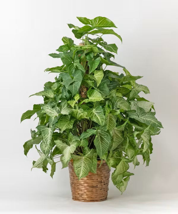 Nephthytis "Arrowhead" Plant