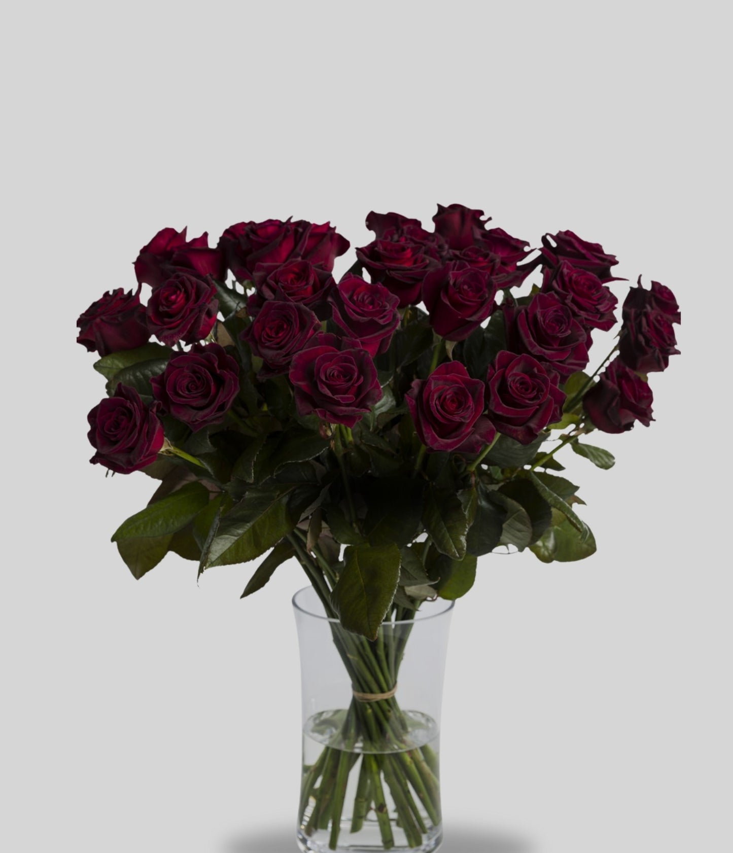 Black Baccara Roses