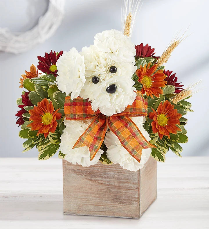 Autumn a-DOG-able Box – CHRISTELL'S FLOWERS, Killeen TX