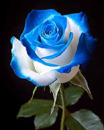 Color My Roses (blue) – CHRISTELL'S FLOWERS, Killeen TX