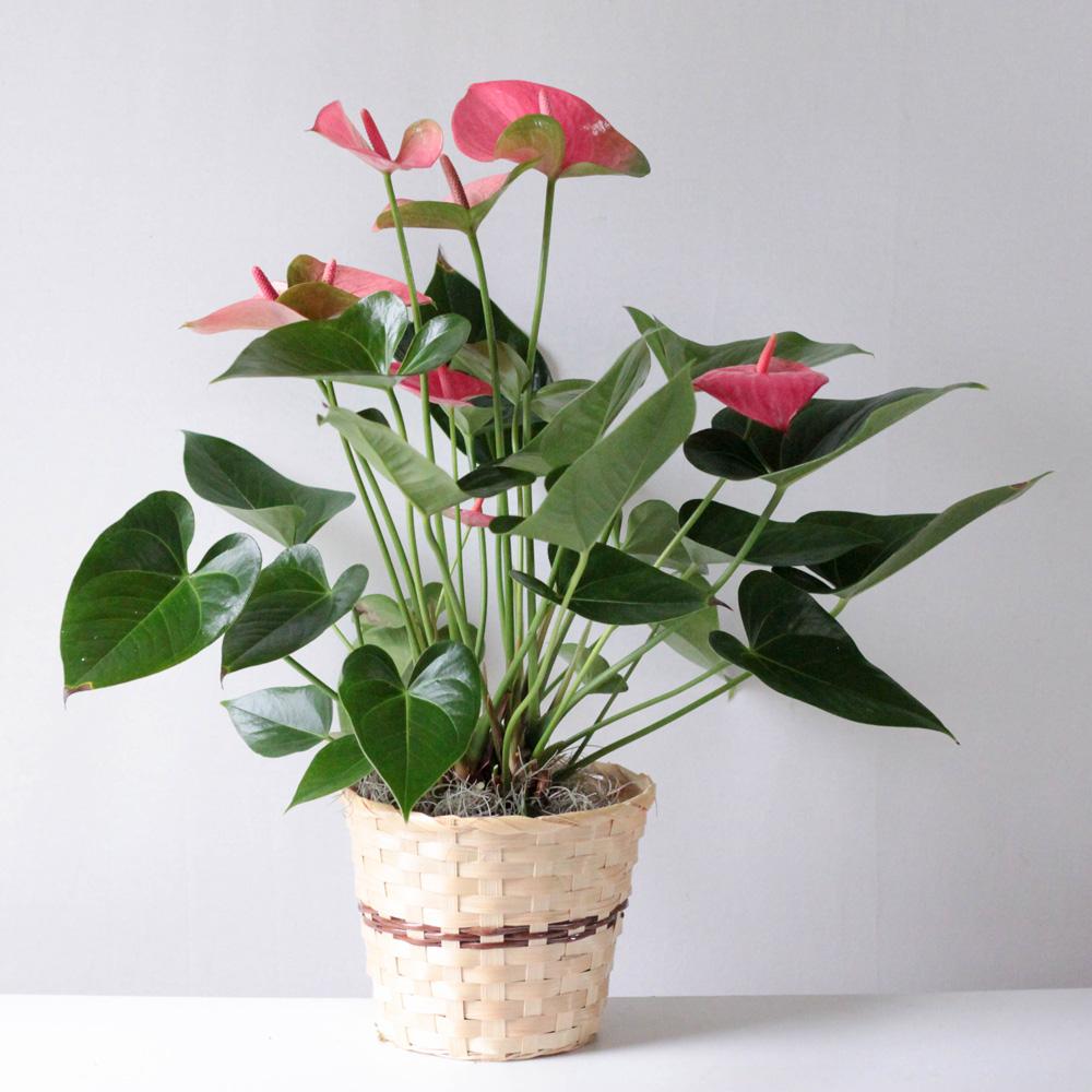 Anthurium Plant
