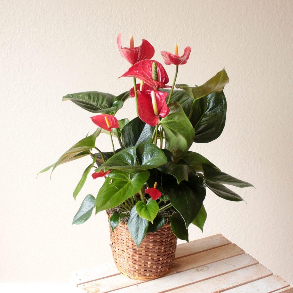 Anthurium Plant