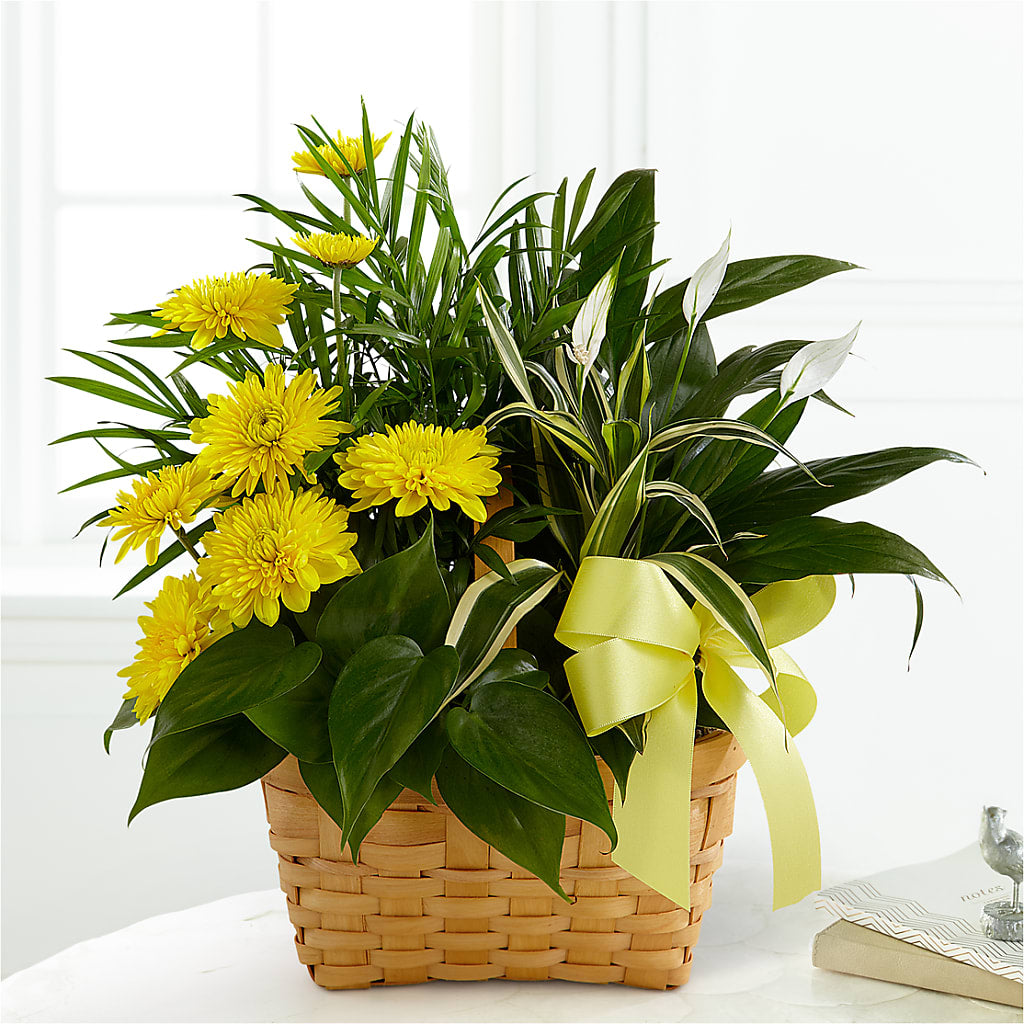Loving Light Dishgarden – CHRISTELL'S FLOWERS, Killeen TX
