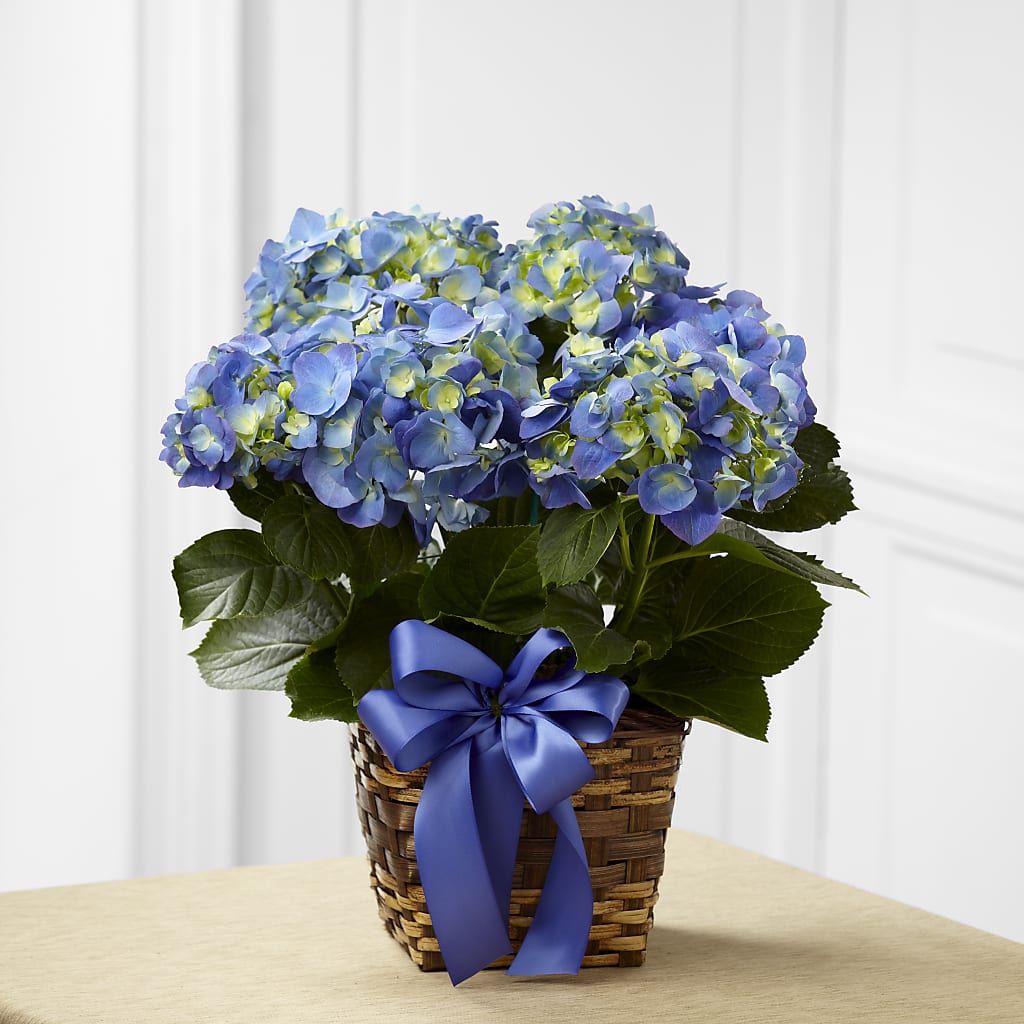 Hydrangea Planter