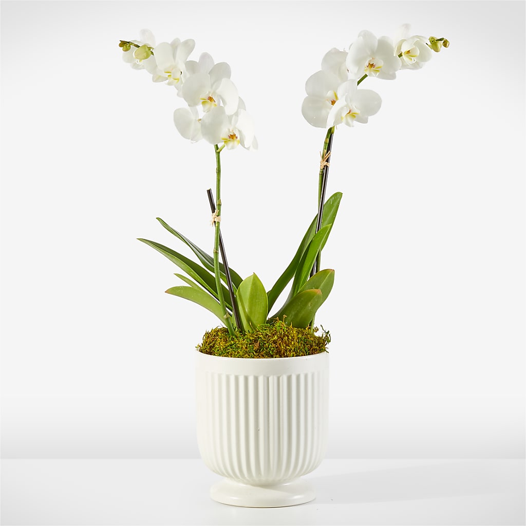 Whispering White Orchid – CHRISTELL'S FLOWERS, Killeen TX