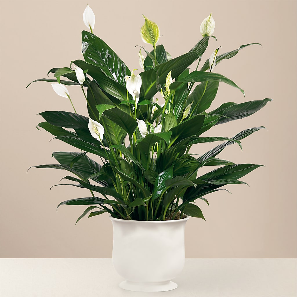 Comfort Planter – CHRISTELL'S FLOWERS, Killeen TX