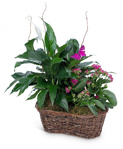 Double Planter with Kolanchoe