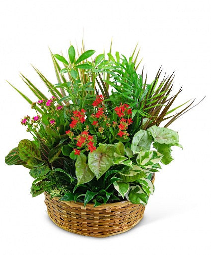 Dish Garden in a Basket – CHRISTELL'S FLOWERS, Killeen TX