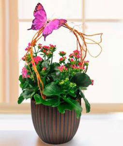Fluttering Kolanchoe Planter – CHRISTELL'S FLOWERS, Killeen TX
