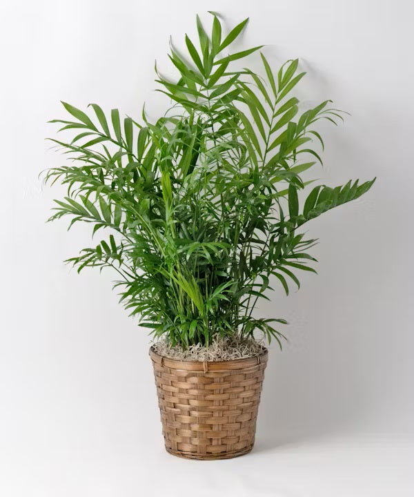 8" Potted Plant in Wicker Basket – CHRISTELL'S FLOWERS, Killeen TX