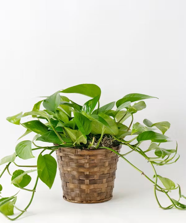 6" Green Plant in Basket – CHRISTELL'S FLOWERS, Killeen TX