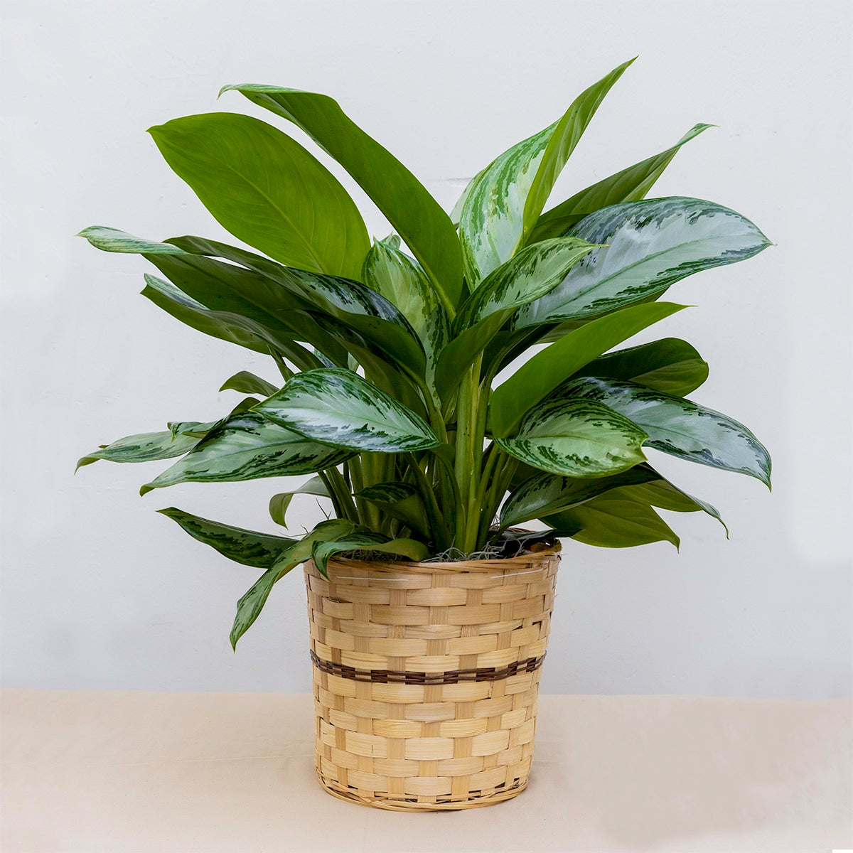 Chinese Evergreen ( silver bay aglaonema) – CHRISTELL'S FLOWERS, Killeen TX