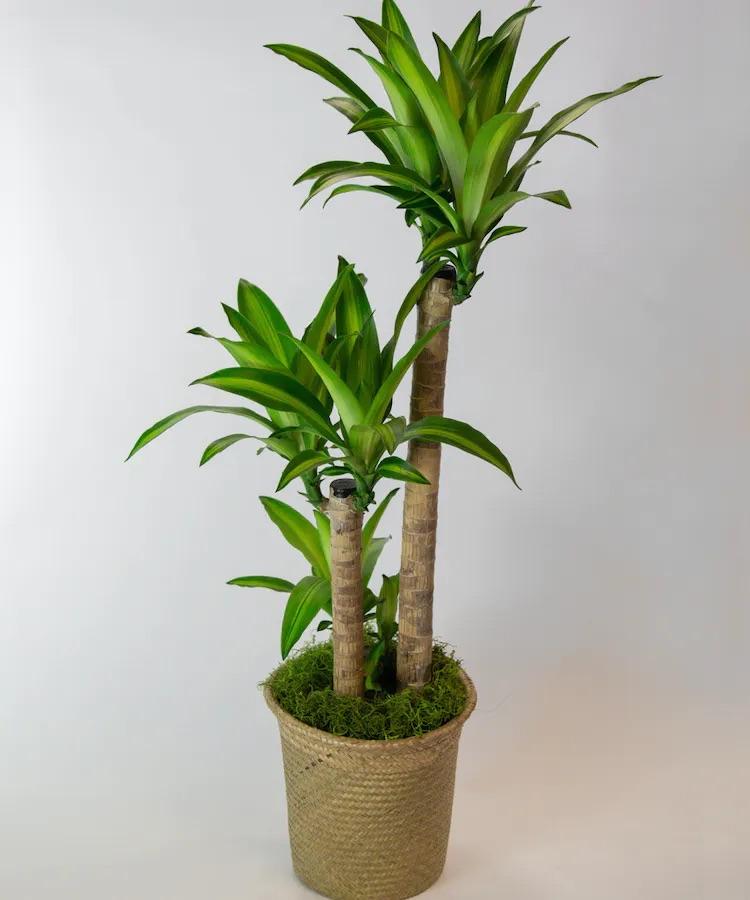dracaena gp Mass Cane "Corn" Plant