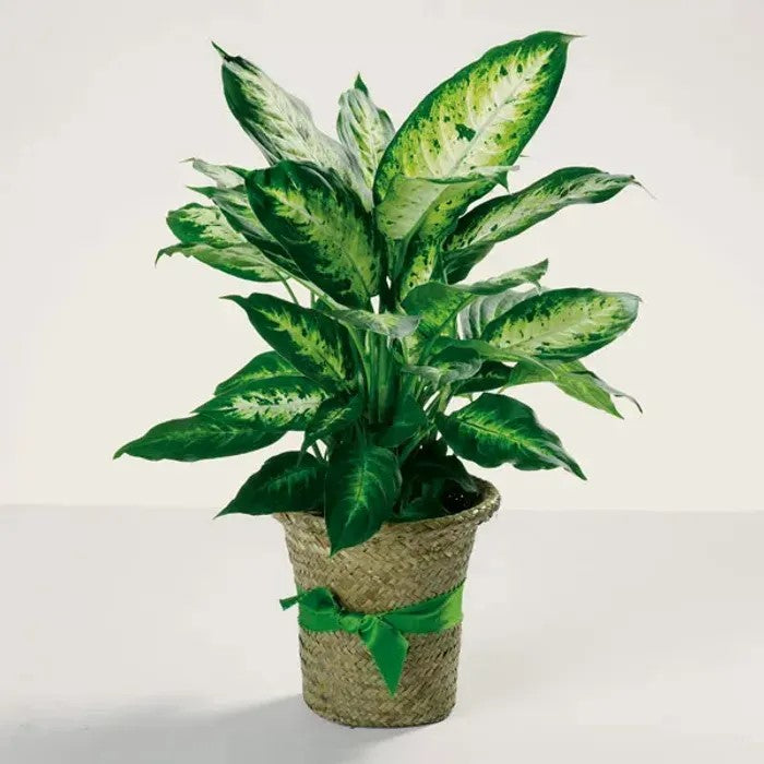 Dieffenbachia – CHRISTELL'S FLOWERS, Killeen TX