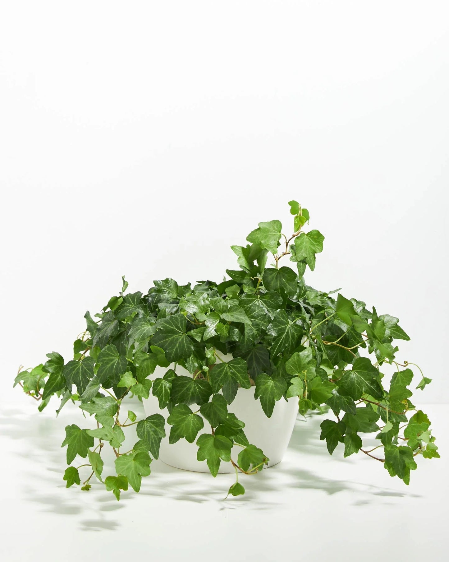 English Ivy – CHRISTELL'S FLOWERS, Killeen TX