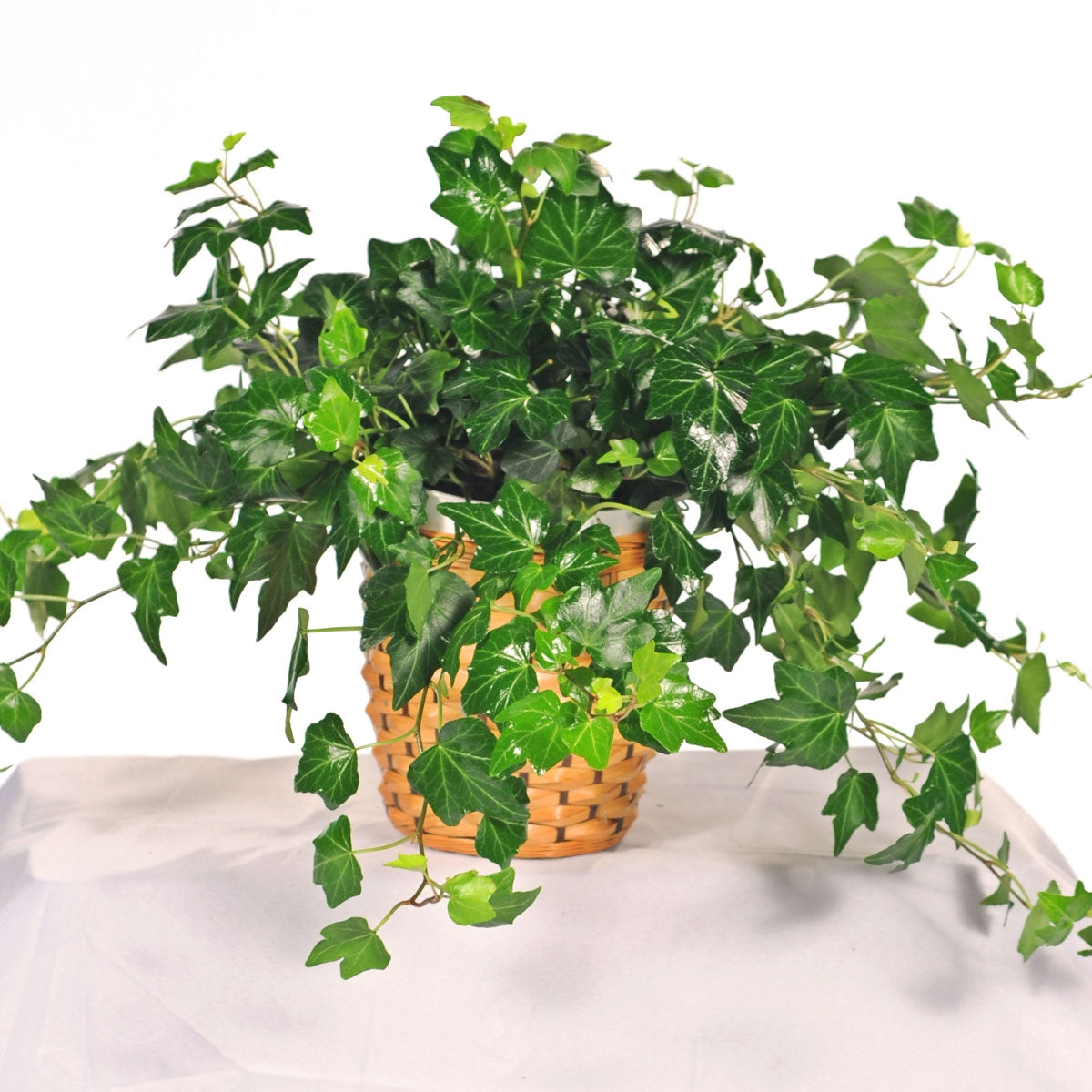 English Ivy – CHRISTELL'S FLOWERS, Killeen TX