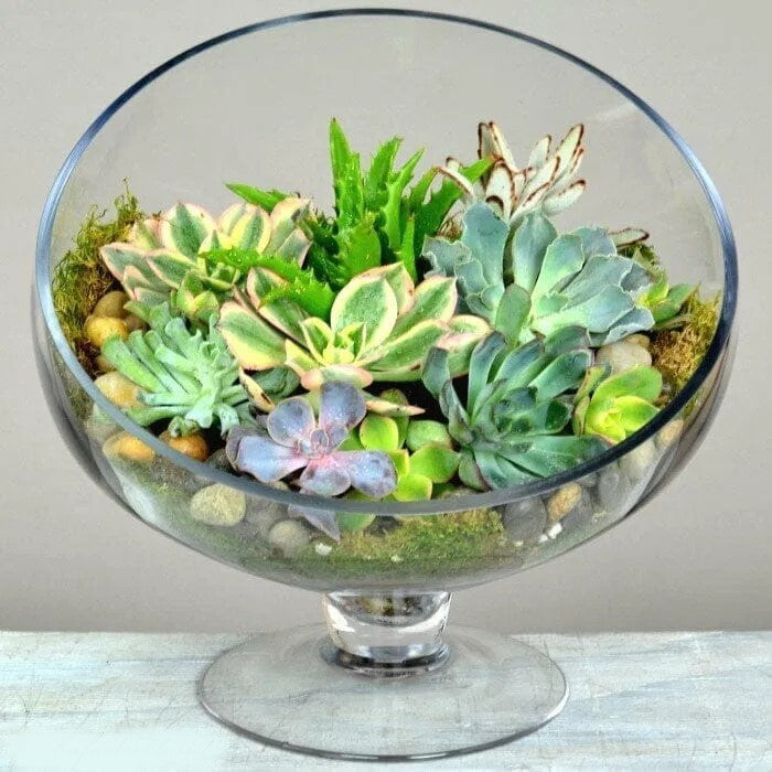 Elegance Succulent Garden
