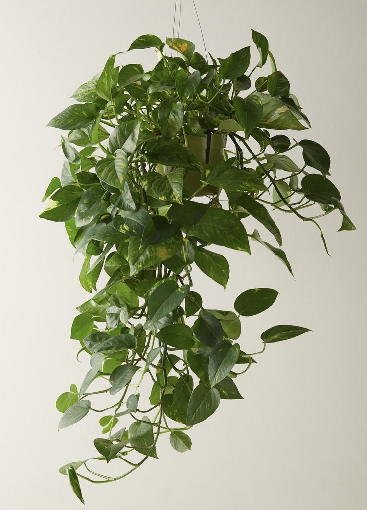 Hanging Pothos