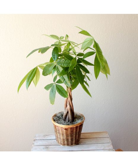 Pachira "Money Tree"