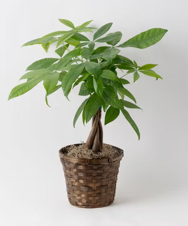 Pachira "Money Tree" – CHRISTELL'S FLOWERS, Killeen TX