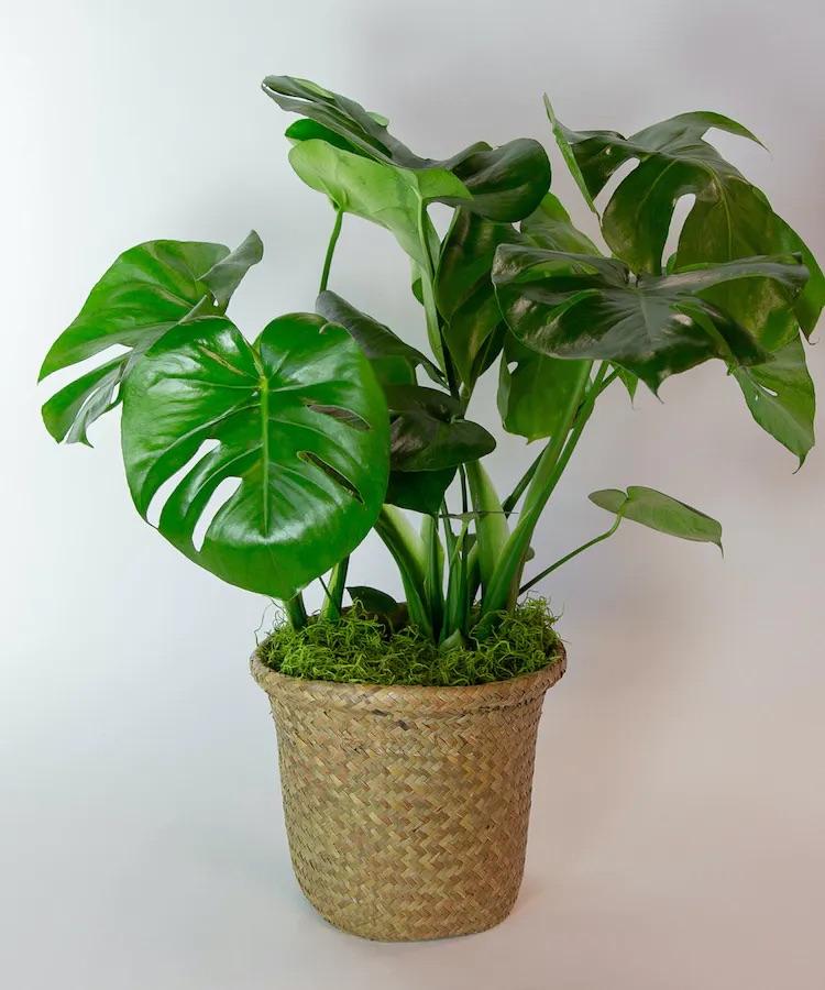 Split Leaf Philodendron