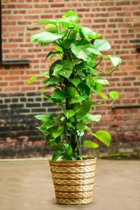 Golden Pothos Totem – CHRISTELL'S FLOWERS, Killeen TX