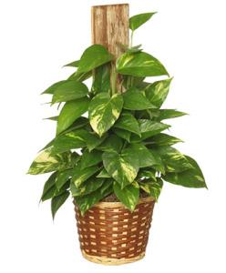 Golden Pothos Totem – CHRISTELL'S FLOWERS, Killeen TX