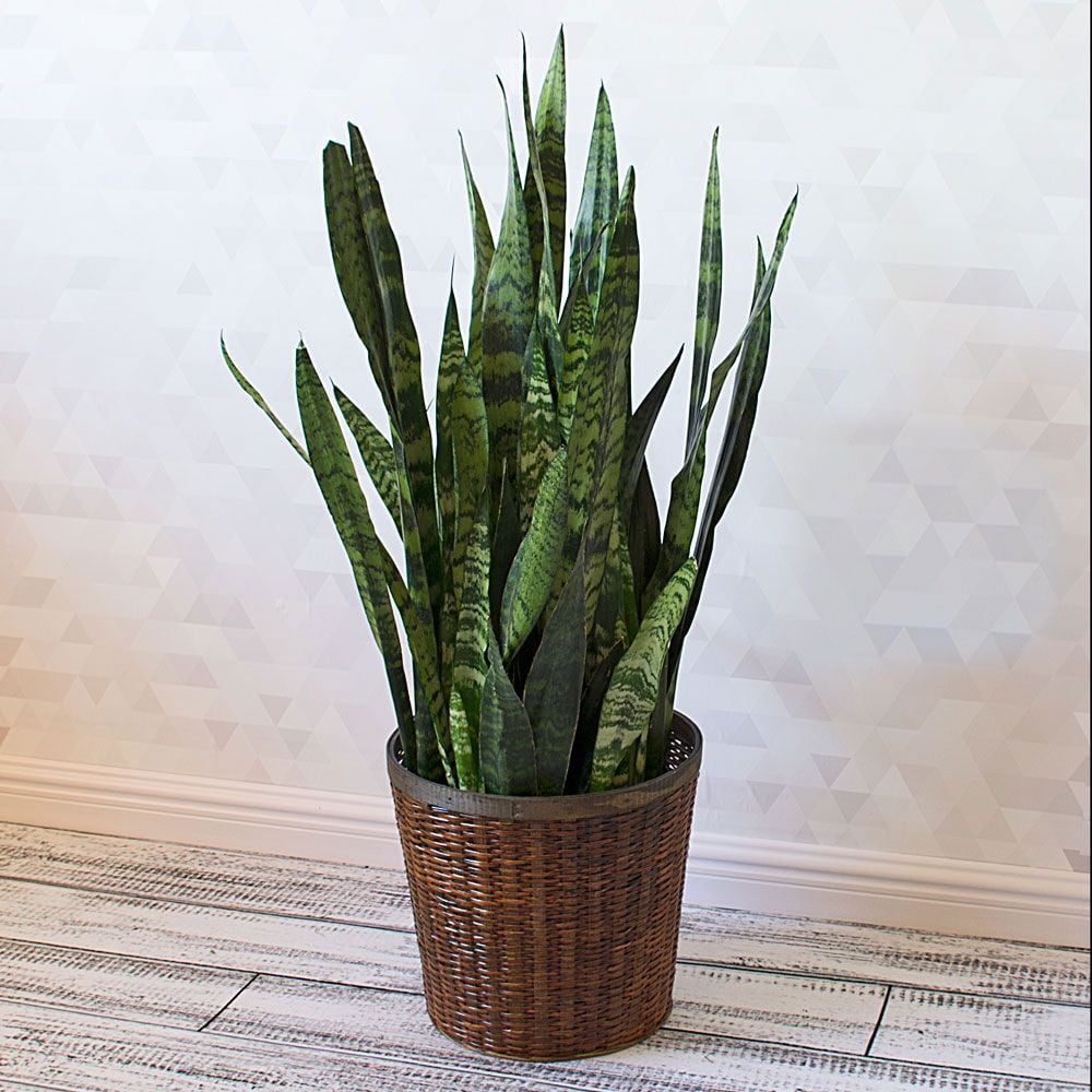 Sansevieria