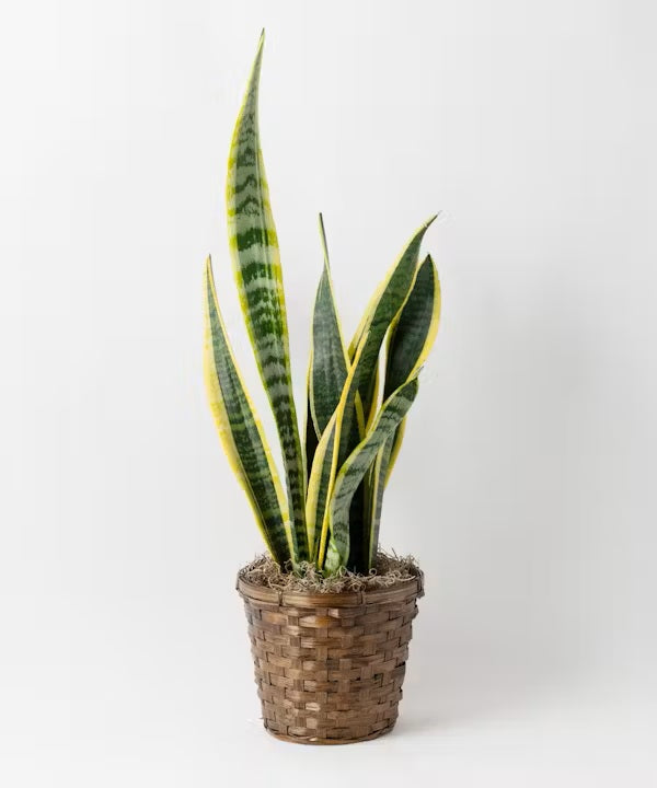 Sansevieria – CHRISTELL'S FLOWERS, Killeen TX