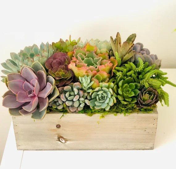 Farmhouse Succulent Garden