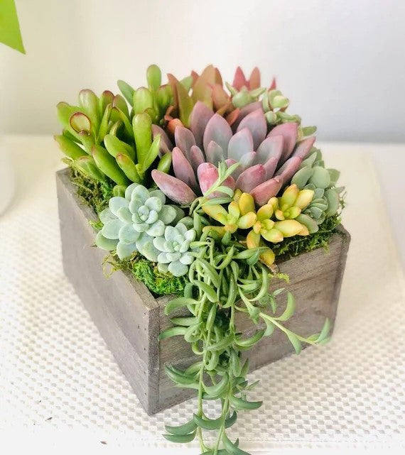 Farmhouse Succulent Garden