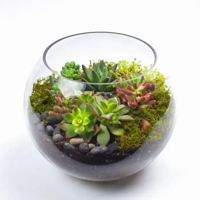 Succulent Terrarium