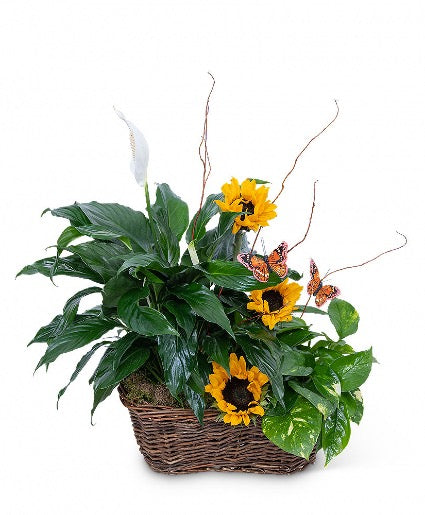 Greenhouse Tribute Plant Basket – CHRISTELL'S FLOWERS, Killeen TX