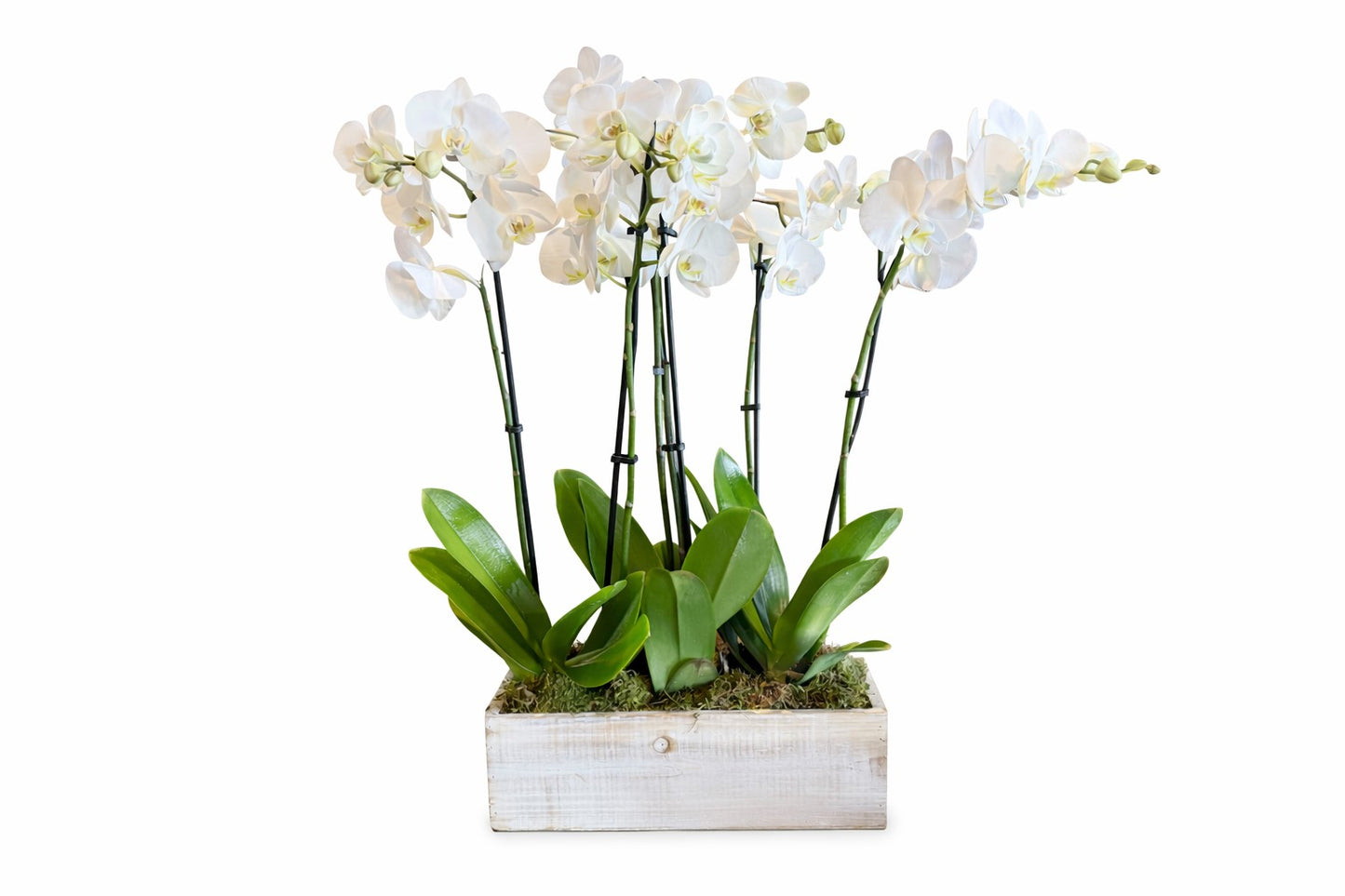Phalaenopsis Orchid Garden – CHRISTELL'S FLOWERS, Killeen TX