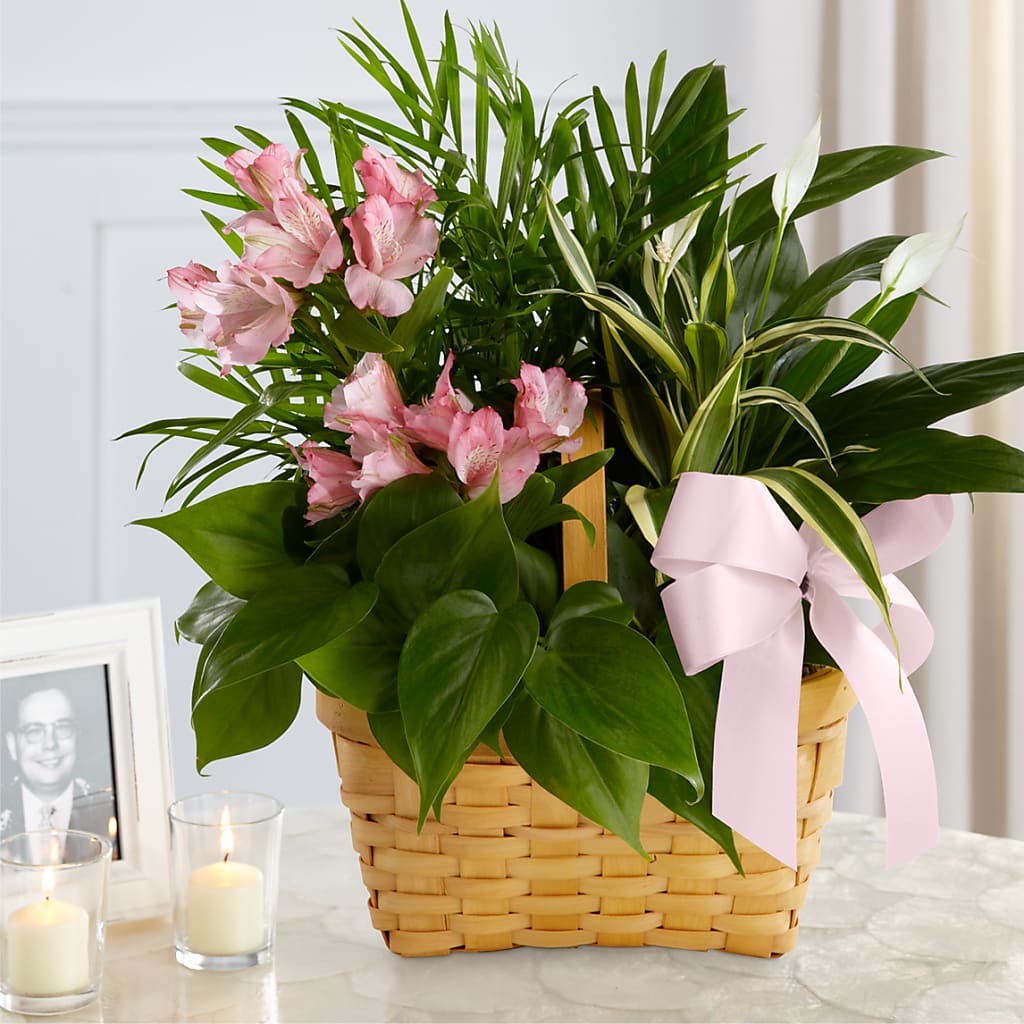 Living Spirit Dishgarden – CHRISTELL'S FLOWERS, Killeen TX