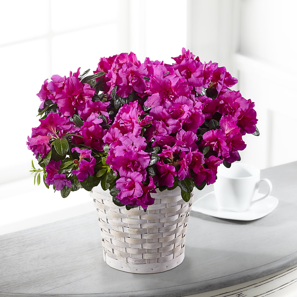 Hope & Serenity Azalea Plant – CHRISTELL'S FLOWERS, Killeen TX