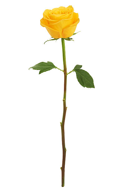 A single rose to your bouquet – CHRISTELL'S FLOWERS, Killeen TX