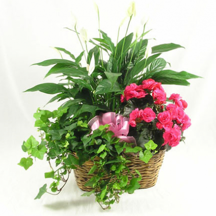 European Plant Basket – CHRISTELL'S FLOWERS, Killeen TX