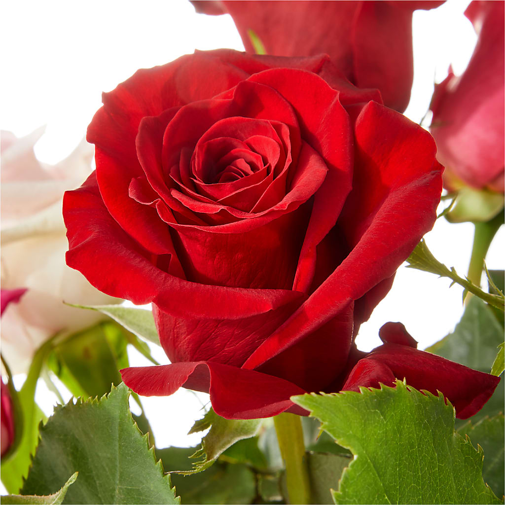 Love Notes Rose Bouquet – CHRISTELL'S FLOWERS, Killeen TX