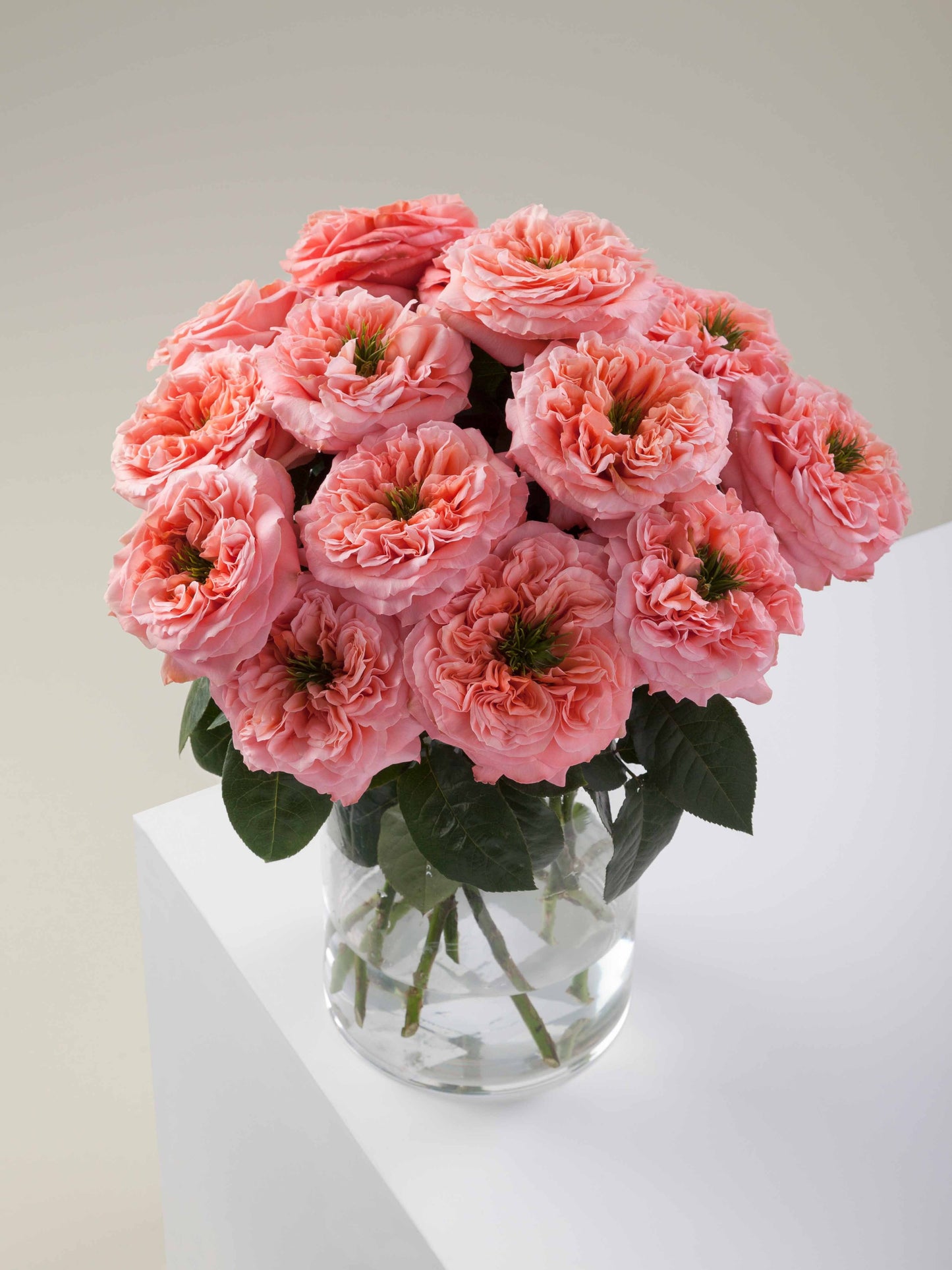 Xpression Garden Roses