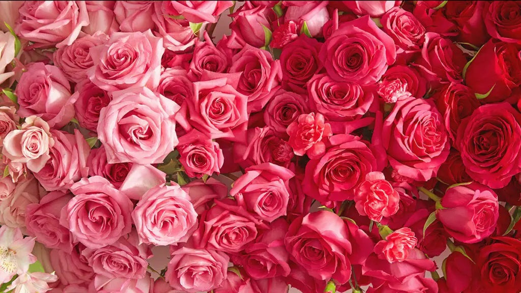 Roses