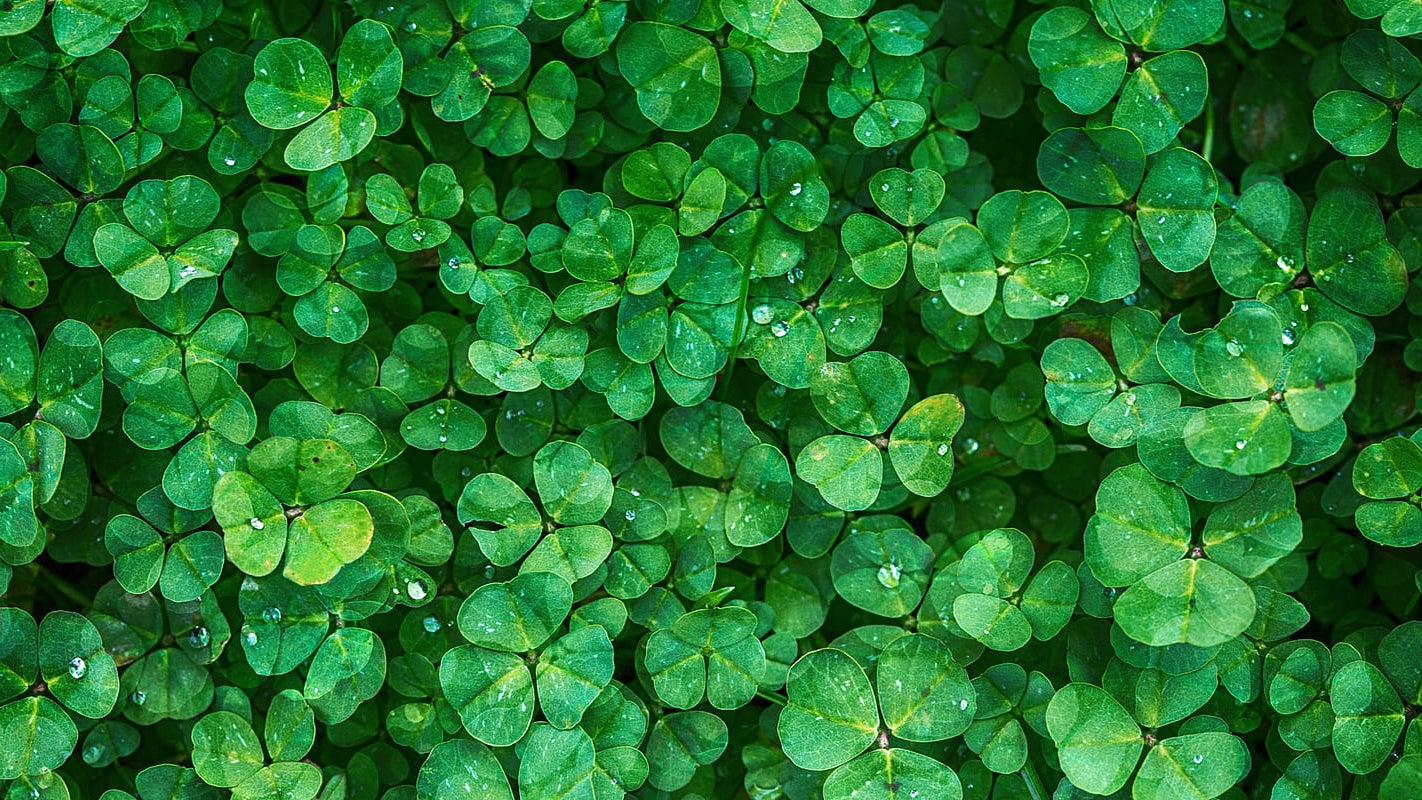 St. Patrick's Day