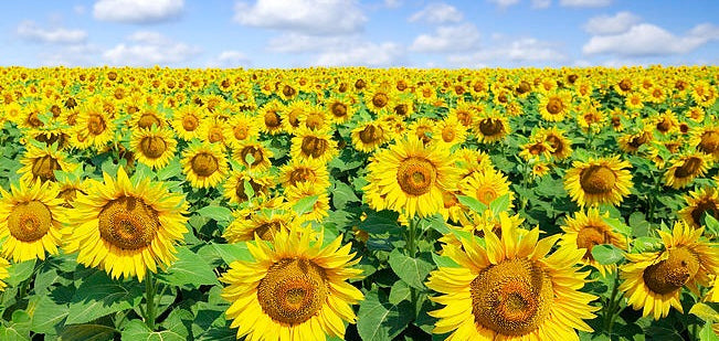 Sunflower Bouquets