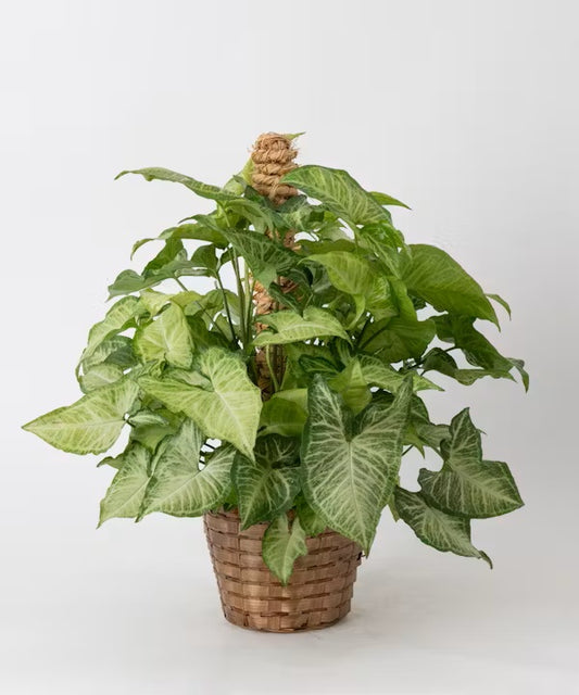 Nephthytis "Arrowhead" Plant