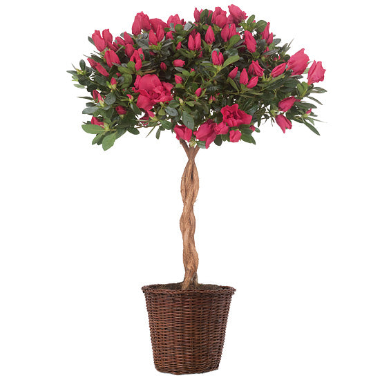 Azalea Tree Topiary–Christell's Flowers