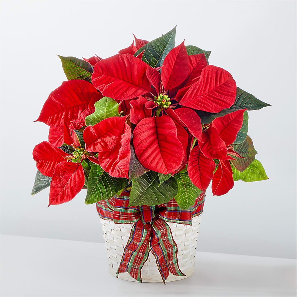 Holiday Poinsettia
