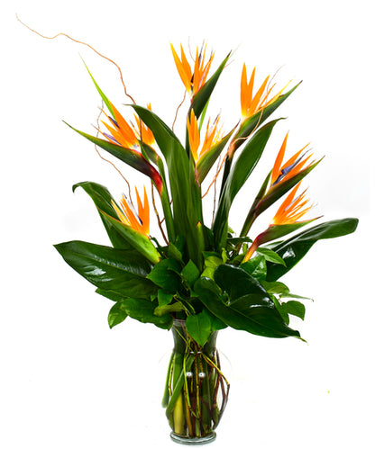 Birds of Paradise – CHRISTELL'S FLOWERS, Killeen TX